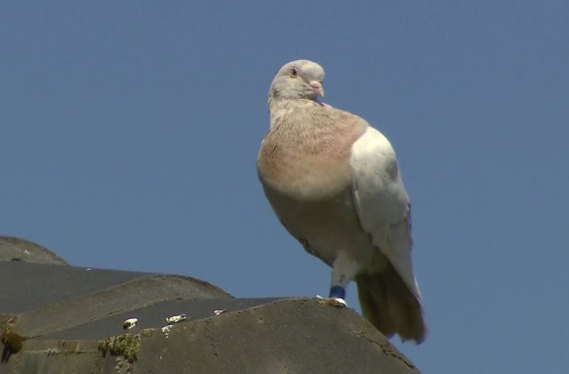 Australia to kill pigeon that crossed Pacific from Oregon